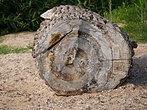 Segment of a tree trunk clearly visible cut surface, as driftwood, stranded, wood torn, has long lain in the water, blurred backgr