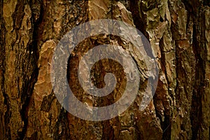 Segmental bark of Pinus sylvestris. A split surface of pine tree rind with streaks. Closeup photo