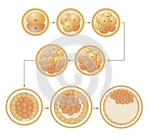 Segmentation of the ovum. The human body arises from the egg-cell photo