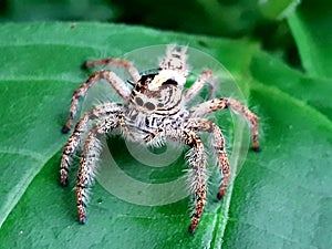 segmented animal spider has eight legs