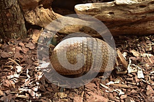 Segmented Armadillo with a Hard Shell on His Back
