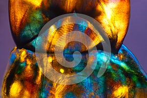 Abstract micrograph of glowing cells of a midge larva