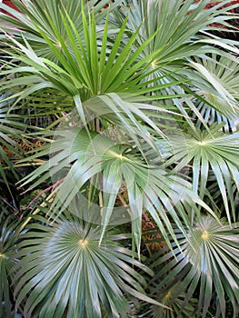 Segmented leaves of Thrinax radiata or Florida thatch palm tree