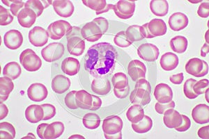 Segmented neutrophil cell in human blood smear