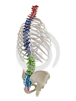 The segments of the human spine