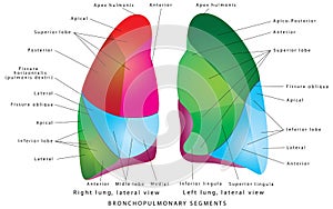 The Segments of lung