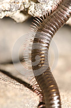 Segments of a Portuguese millipede. photo