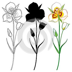 Set with Calochortus nuttallii or Sego lily flower, bud and leaves in black and color isolated on white background.