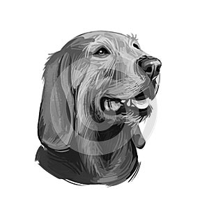 Segugio Italiano Italian breed of dog digital art. Isolated watercolor pet portrait of purebred domesticated animal originated