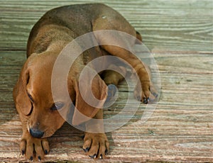 Segugio maremmano, dog