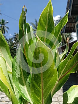 seguine, the most popular Dieffenbachia species, is a native of Brazil with clusters of large ovate leaves with green