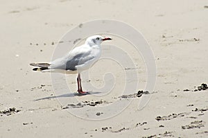 Segull flying on the sand