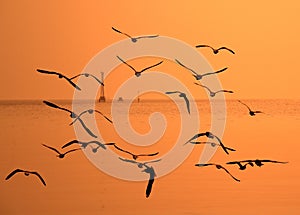 Segulls flying in the golden sky