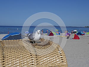 Nest with breeding seagull on a beach chair at Sehlendorfer Strand, Hohwachter Bucht.