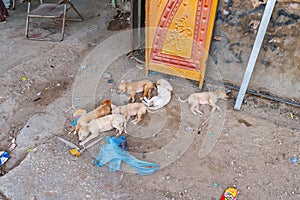 Sehwan Sharif Street Dogs 34