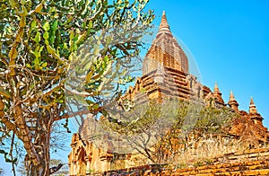 Sein Nyet Ama Temple behind the cactus tree, Bagan, Myanmar