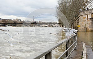 Seine river inundation in Paris