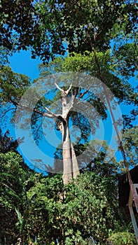 Seing Green Tree in the Forest