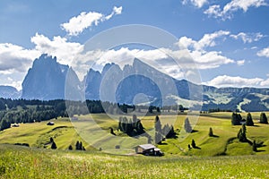 Seiser Alm Alpe di Siusi with Langkofel mountain Sassolungo & Sassopiatto mountain ranges high mountain plateau