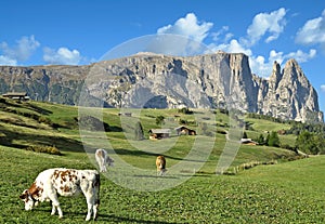 Seiser Alm,Schlern Mountain,South Tirol,Italy photo
