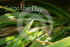 Seize the day - Inspirational Quote