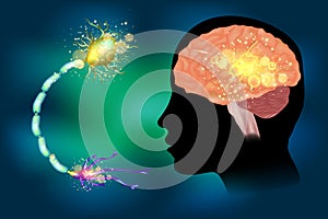 Seizures epilepsy. Anatomy of brain photo