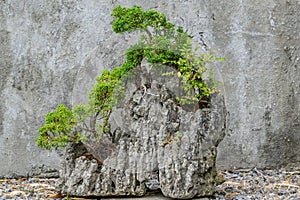 Sekijoju dreamscape: Rock bonsai with trees