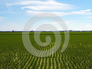 Sekinchan Paddy Field