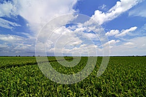 Sekinchan Paddy Field