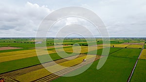 Sekinchan paddy field Kuala selangor malaysia