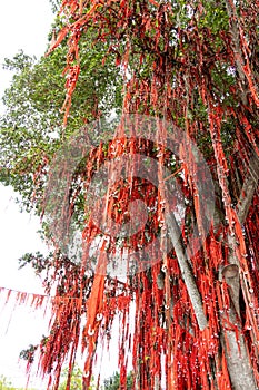 Sekinchan wishing or hope tree in Pantai Redang is popular tourist destination