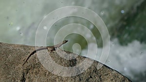 Sekukhune flat lizard eating blackflies