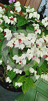 Sekuntum bunga cantik