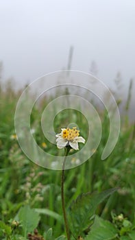 Sekuntum bunga ditengah kabut