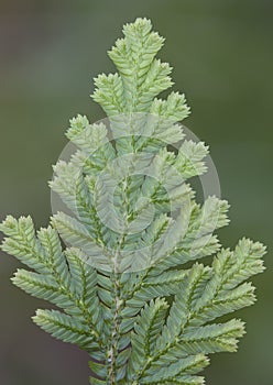 Selagenilla Fern