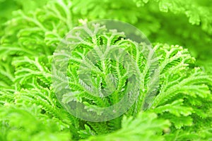 Selaginella