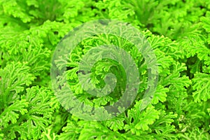 Selaginella