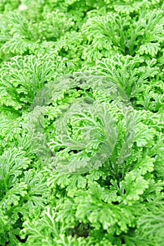 Selaginella