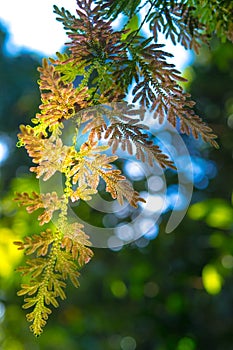 Selaginella argentea Spring