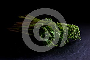 Selaginella argentea Spring Vegetable