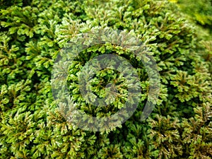 Selaginella doederleinii or better known as spikemos Doederlein