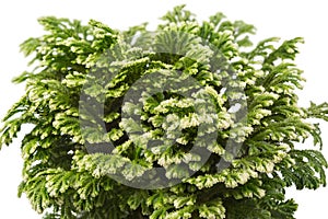 Selaginella
