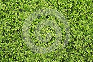 Selaginella tamariscina P. Beauv. Sp