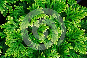 Selaginella tamariscina (P. Beauv. ) Spring