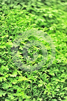 selaginella uncinata