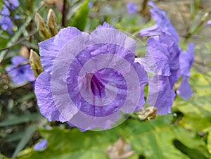 selain itu warna ungu bunga ini memiliki warna biru dengan buah kering berwarna coklat
