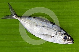 Selar crumenophthalmus ,Bigeye scad fish on banana leaves background