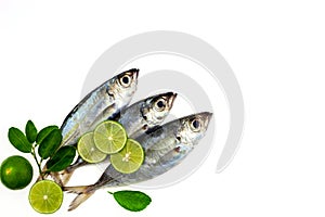 Selar crumenophthalmus ,Bigeye scad ,fish with lemon and leaf isolated on white background,concept cooking background