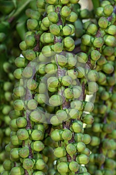 Selctive focus close up Arenga Westerhoutii Griff seeds.Selective focus Westerhoutâ€™s sugar palm.