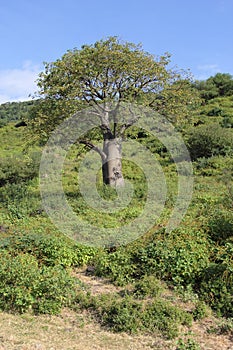 Seldom baobab in Tanzania